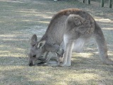 Murramarang National Park Eastern Grey Kangaroo.jpg