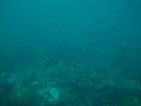 School of fish, submarine excursion