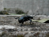 Beetle